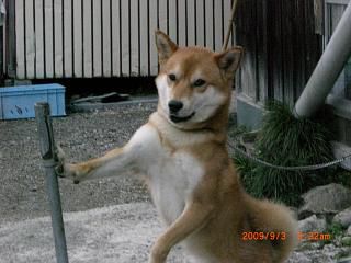◆今朝のワン公　　＠＠＠＠＠
