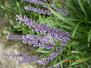 ◆我が家の庭の花　　　　＠＠＠＠