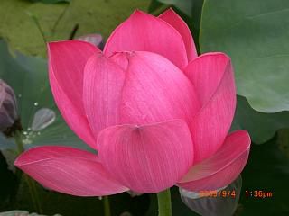◆ビックなはすの花　　＠＠＠＠＠