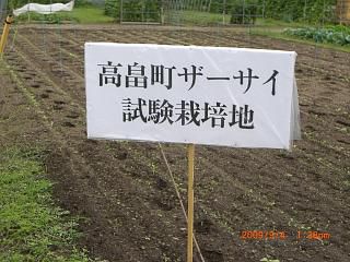 ◆高畠でザーサイ栽培がはじまりました。＠＠＠