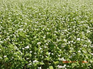 ◆そばの花満開です。　　＠＠＠