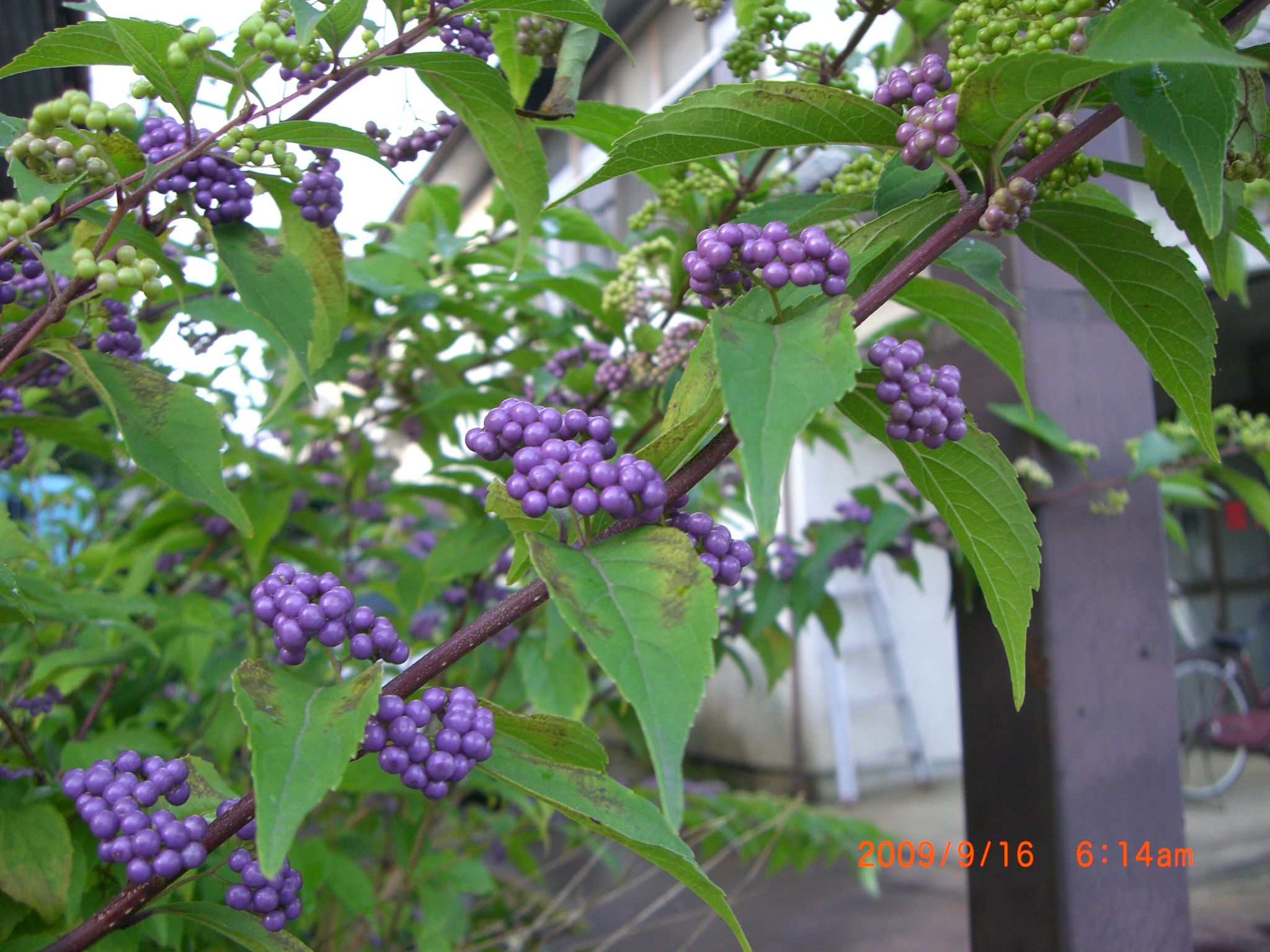 ◆紫式部色つき始めました。　＠＠＠＠＠