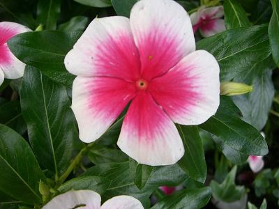 ◆またまた他人さまの花　　＠＠＠＠