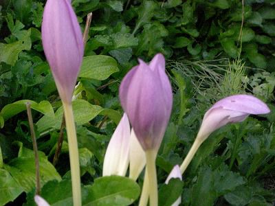 ◆早いものでこの花が咲きました。　　＠＠＠