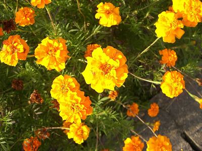 ◆路傍の花　　＠＠＠＠