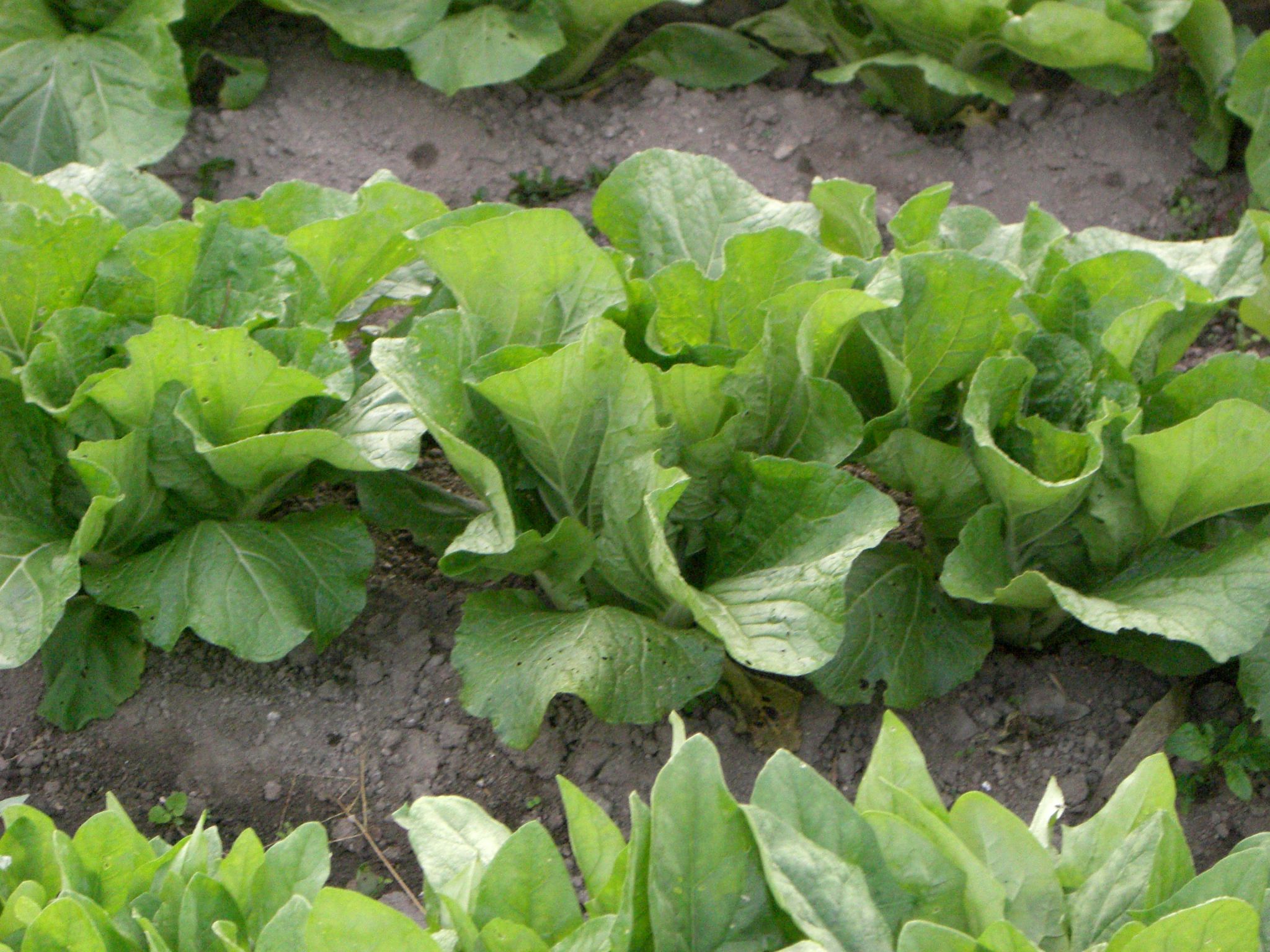 ◆秋野菜　　＠＠＠