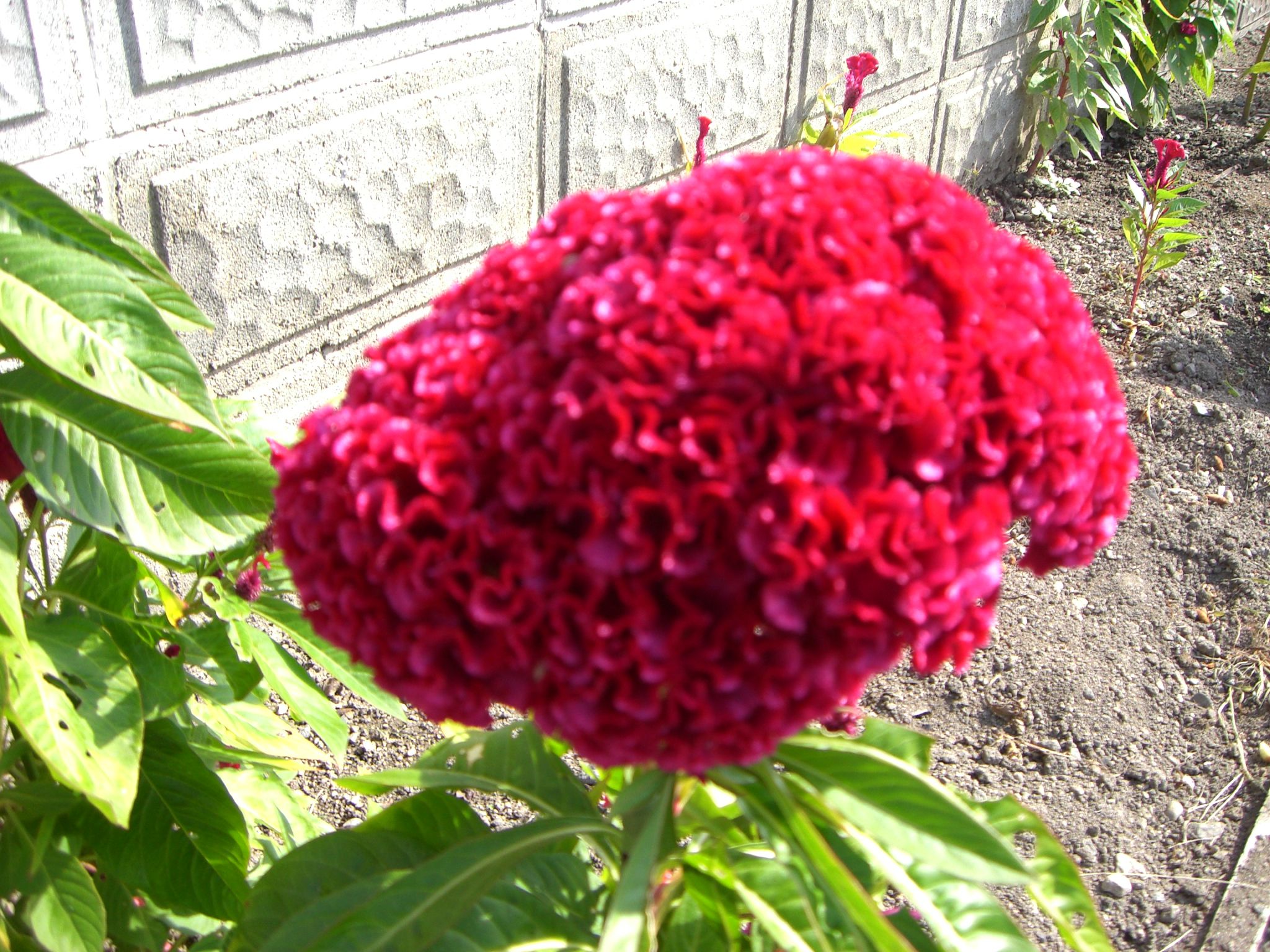 ◆秋の花　　01　　＠＠＠＠