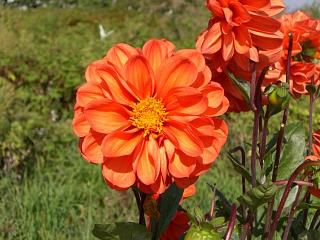 ◆秋の花　　０２　　＠＠＠＠