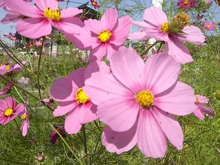 ◆秋の花　　03　＠＠＠＠　　