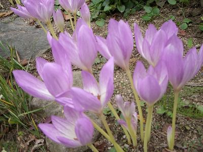 ◆コルチカム満開です。　　＠＠＠＠
