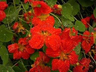 ◆秋の草花　　＠＠＠