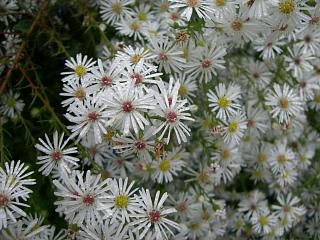 ◆秋の草花　　＠＠＠
