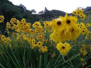 ◆秋の花　＠＠＠＠
