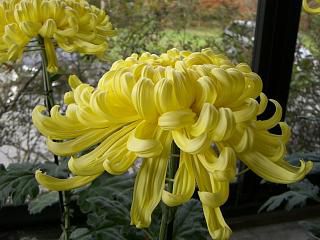 ◆ひと足早い菊祭り　　＠＠＠