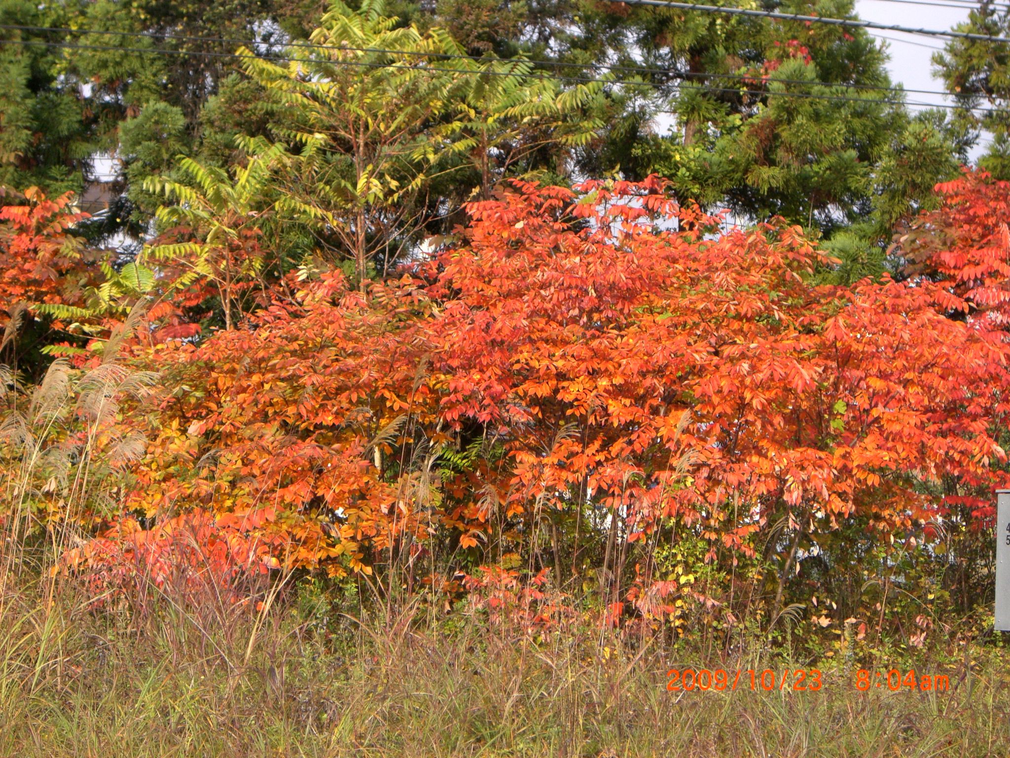 ◆まほろばの里秋風景　　　＠＠＠＠＠　