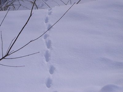 ◆野生動物の足跡　　＠＠＠＠
