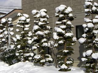◆雪で作られる芸術　　＠＠＠＠
