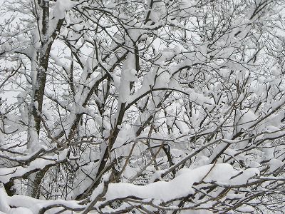 ◆雪の芸術　　＠＠＠