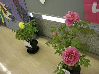 ◆冬咲きぼたん祭り中継　　＠＠＠