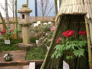◆道の駅たかはた　室内ぼたん園を展示中です。＠＠＠