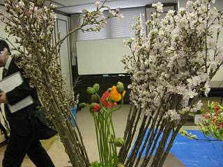 ◆啓翁桜　　なかなかいいものです。　　＠＠＠