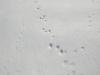 ◆なにの足跡か　　＠＠＠