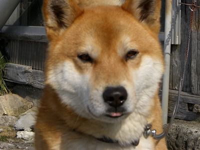 ◆しばらくぶりのワン公です。　　＠＠＠＠