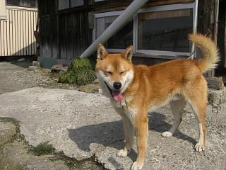 ◆鈴沼のワン公は　　＠＠＠＠