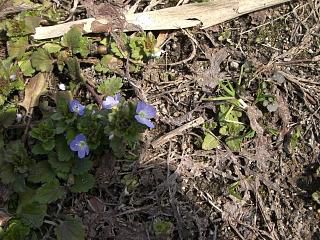 ◆野の花も咲きはじめました。　　＠＠＠＠