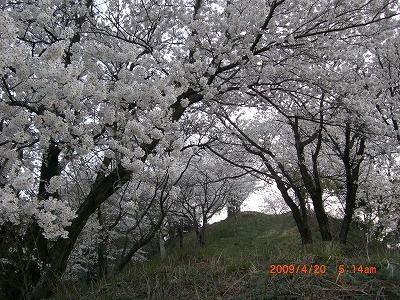 ◆まほろばの里『さくらの名所』003　＠＠＠