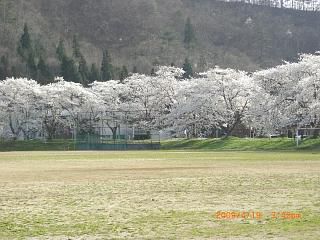 ◆まほろばの里『桜の名所』009　＠＠＠