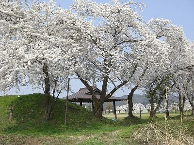 ◆まほろばの里『桜の名所』013　　＠＠＠