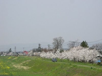 ◆まほろばの里『桜の名所』014　　＠＠＠