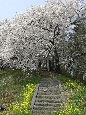 ◆まほろばの里『桜の名所』017　　＠＠＠