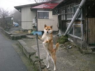 ◆早朝ウオーキング開始２日目　　＠＠＠