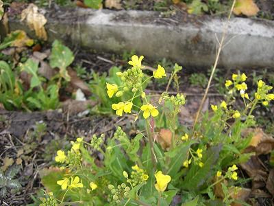 ◆菜の花も咲き始めました。　　＠＠＠