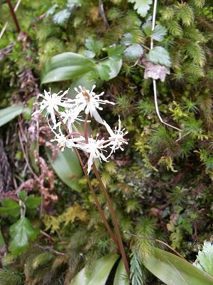 ◆この花は何の花　　　＠＠＠