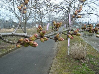 ◆桜開花情報　今日の桜　2010.4.16