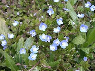 ◆路傍の草花からも春の匂いがしてきました。　＠＠＠