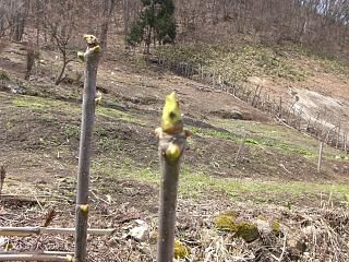 ◆現在の山菜状況　　＠＠＠