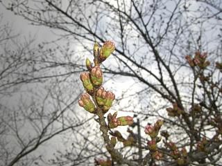 ◆まほろばの里桜情報　　＠＠＠