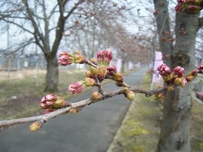 ◆桜開花情報　今日の桜　2010.4.20