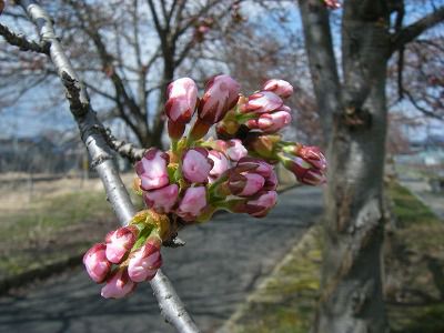 ◆桜開花情報　今日の桜　2010.4.21