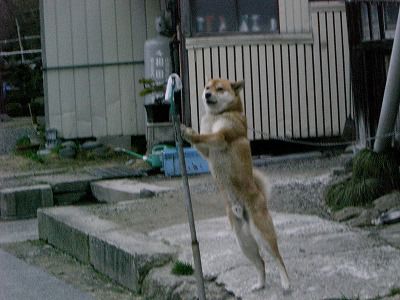 ◆今朝のワン公　　@@@