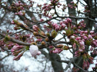 ◆桜開花情報　今日の桜　2010.4.23　