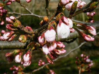 ◆桜開花情報　今日の桜　2010.4.24