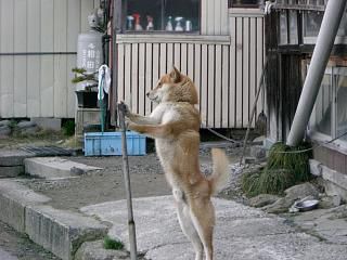 ◆今朝のワン公　　　＠＠＠