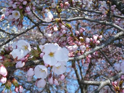 ◆桜開花情報　今日の桜　2010.4.26