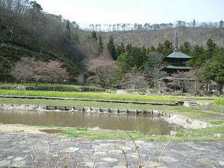 ◆桜開花情報　今日の安久津八幡神社　
