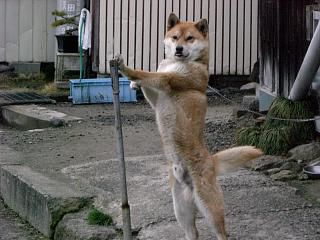 ◆本日のワン公　　　　＠＠＠＠